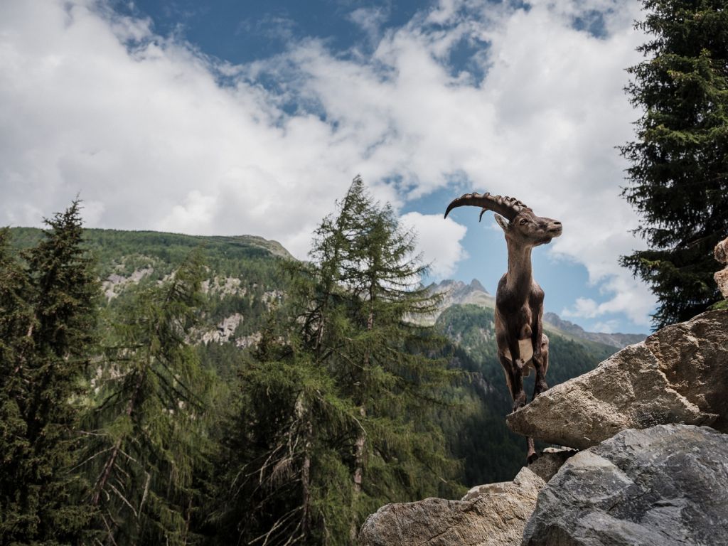 Fast wie in der Freiheit - ... denn in ihren natürlichen Lebensraum dringen nur wenige vor (und das ist gut so). - © Thomas Schrott, himmel